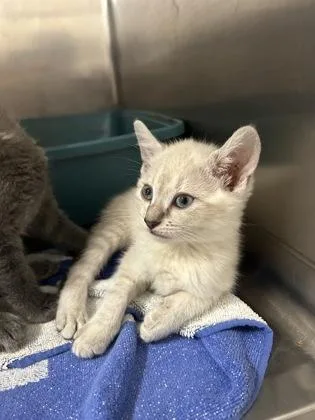 A baby small-sized female Cream / Ivory Siamese cat named Janey Marie for adoption in Annapolis, MD