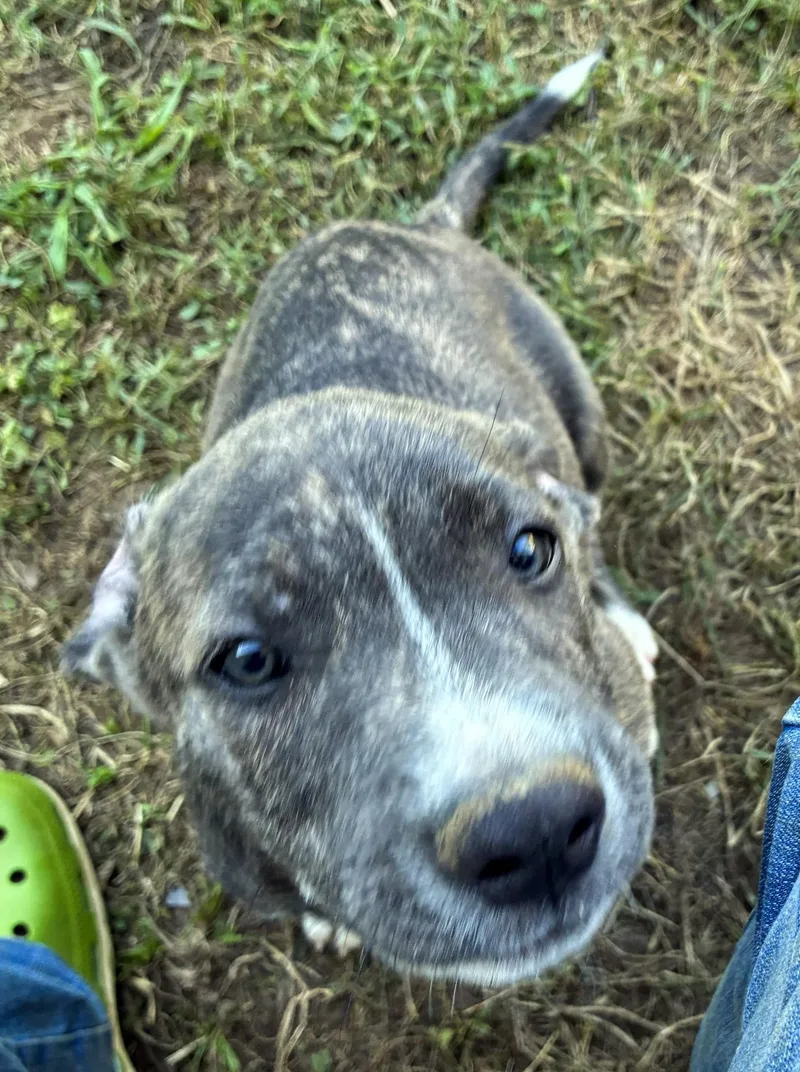 A baby medium-sized female Brindle Labrador Retriever dog named Kora for adoption in Albany, NY