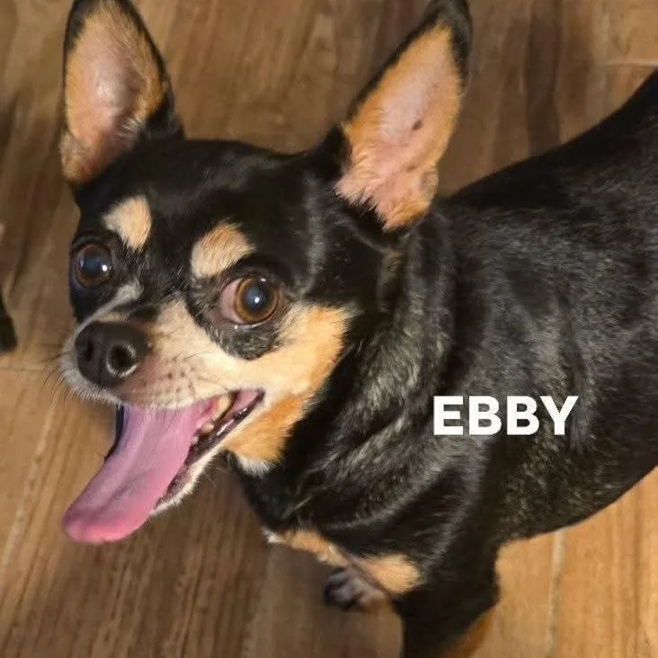 A senior small-sized female Black Chihuahua dog named Ebby for adoption in Phoenix, AZ