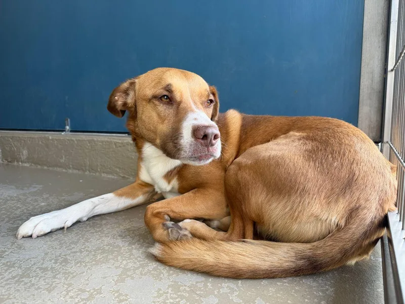 A senior large-sized female Yellow / Tan / Blond / Fawn Shepherd dog named Luna for adoption in Kingman, AZ