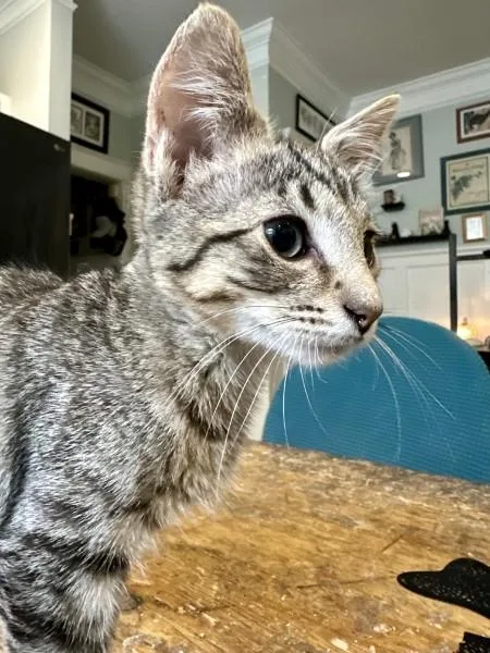 A baby medium-sized male Domestic Short Hair cat named Louie for adoption in Wilmington, NC