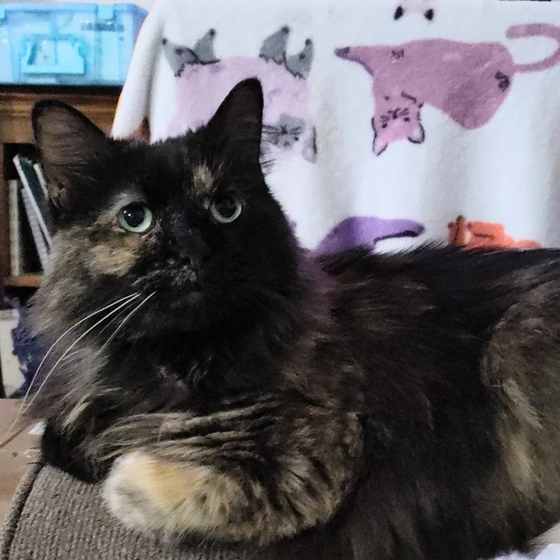 A senior medium-sized female Tortoiseshell Persian cat named Adrian for adoption in Quincy, OH