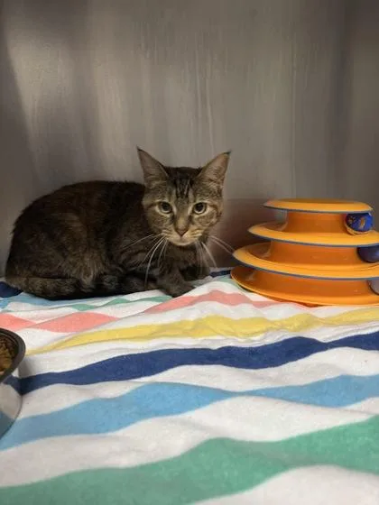 An adult small-sized female Domestic Short Hair cat named B Blondie for adoption in North Charleston, SC