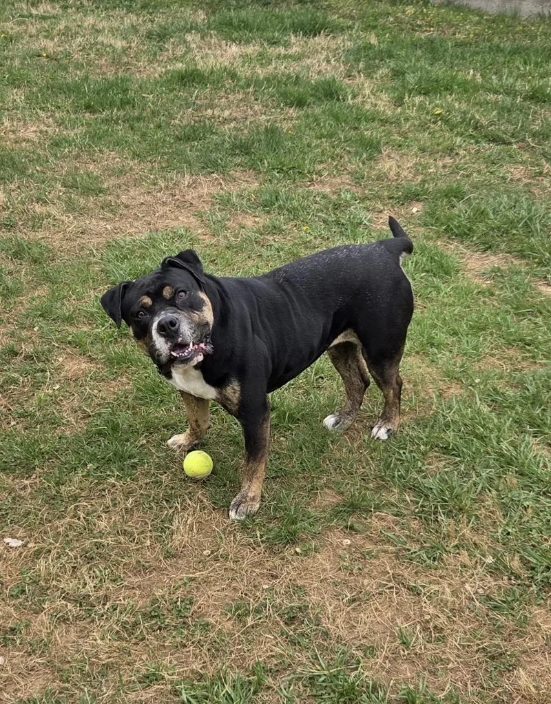 An adult medium-sized female Black American Bulldog dog named Xena for adoption in Lebanon, TN