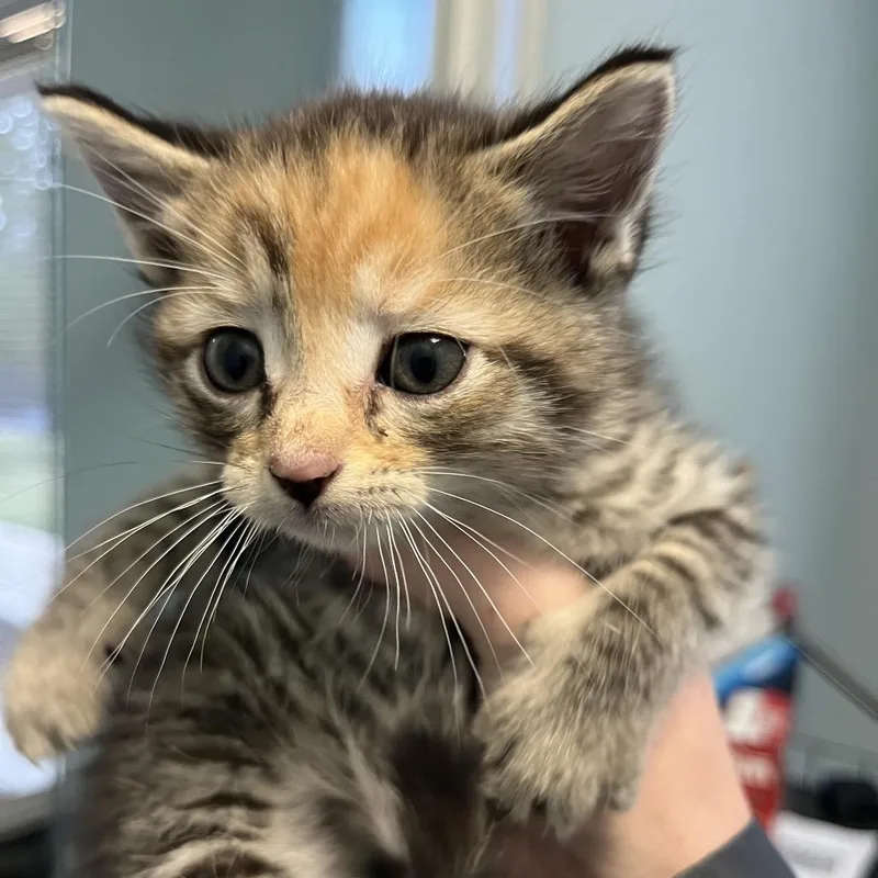 A baby small-sized female Calico Domestic Short Hair cat named Bellagio for adoption in Greensboro, NC