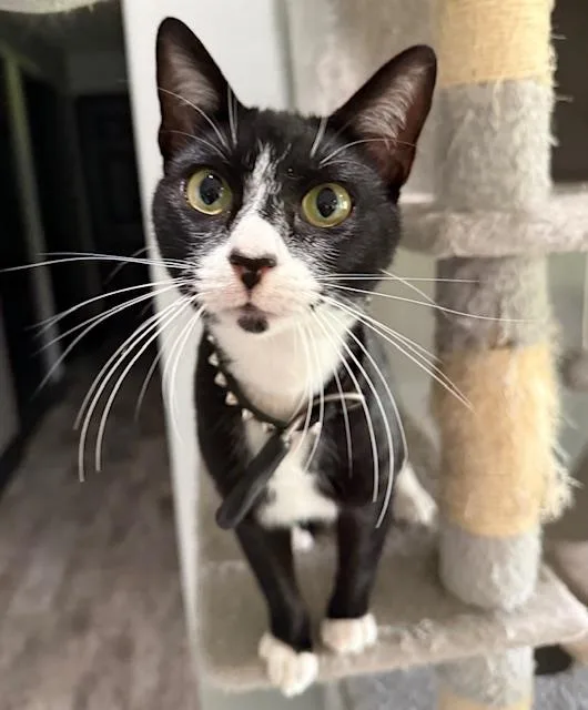 A young medium-sized female Black & White / Tuxedo Tuxedo cat named Valentine for adoption in Porter, TX