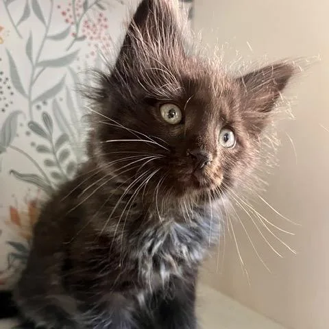 Tomato Hammy