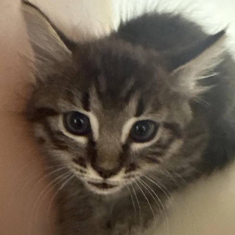 A baby small-sized female Domestic Short Hair cat named Xena for adoption in Las Cruces, NM