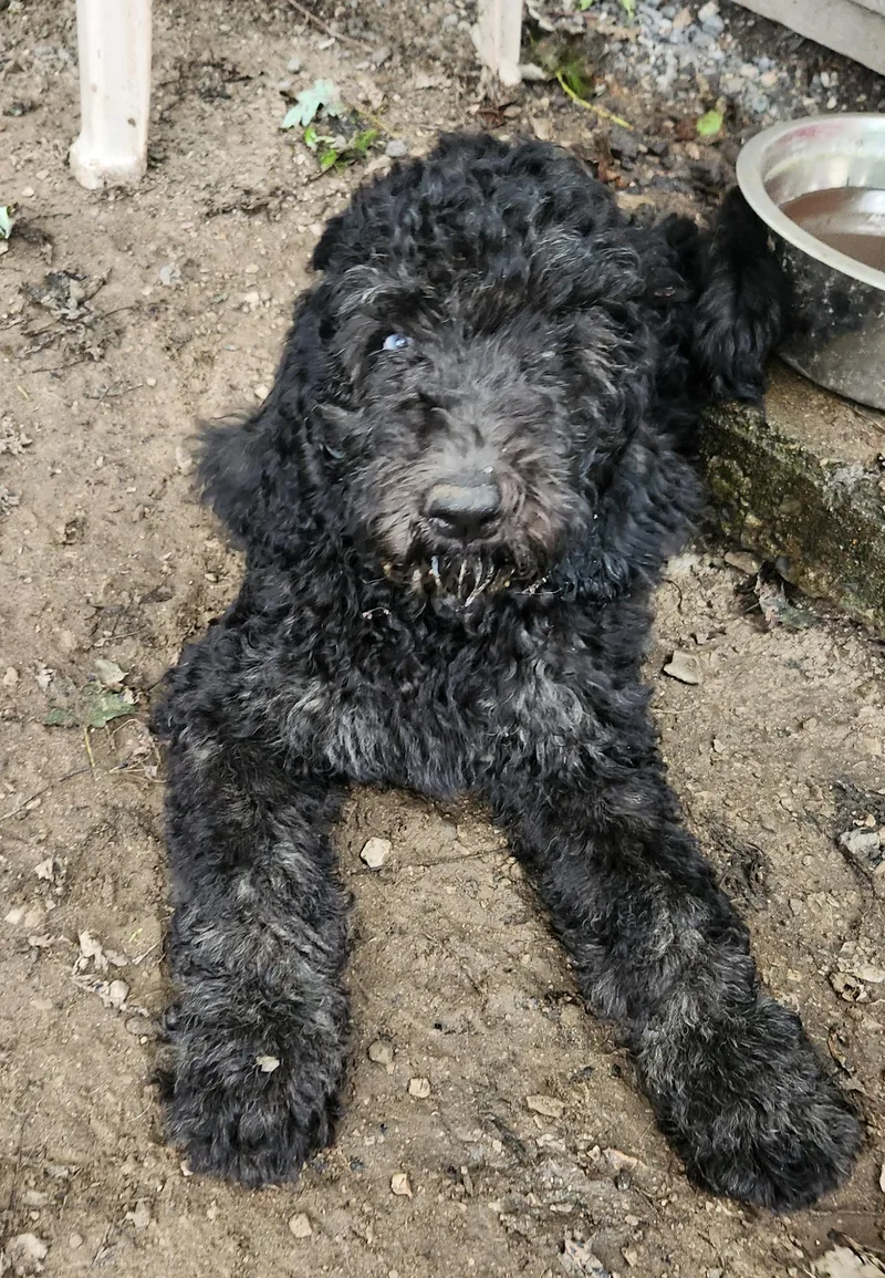 A baby medium-sized male Black Labradoodle dog named Keith for adoption in Liberty Center, OH