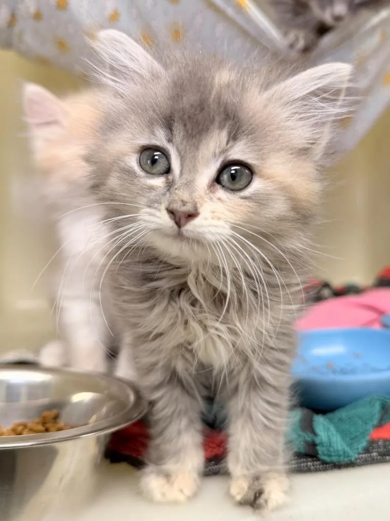 A baby medium-sized female Domestic Medium Hair cat named Kiara for adoption in Menomonie, WI