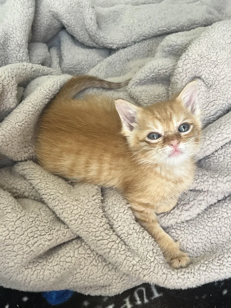 A baby small-sized male Domestic Short Hair cat named Wilbur Von Waddles for adoption in Long Beach, CA