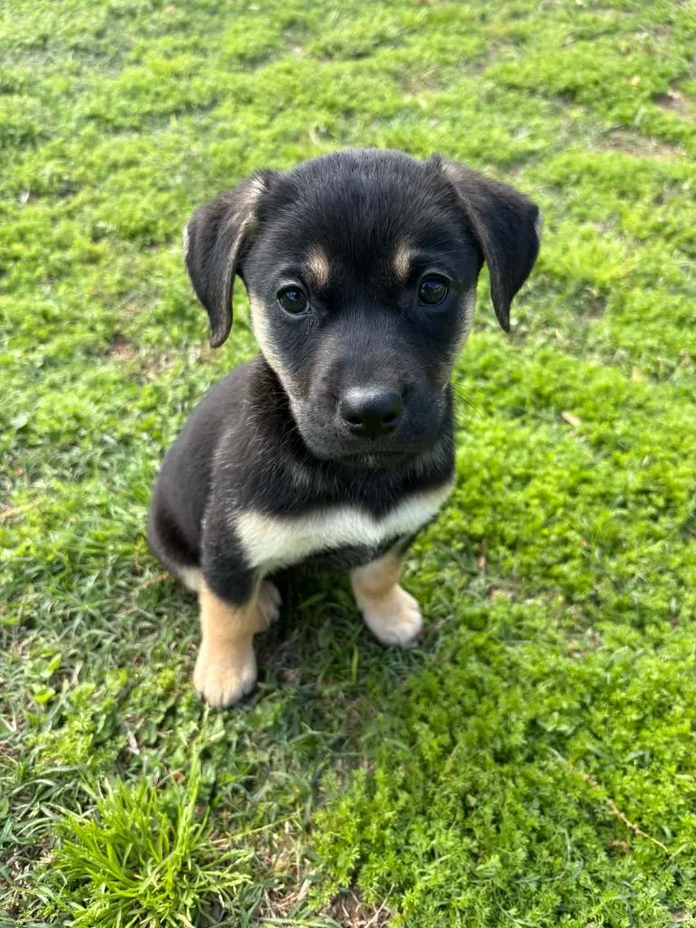 A baby medium-sized female Mixed Breed dog named Sara for adoption in Fond Du Lac, WI