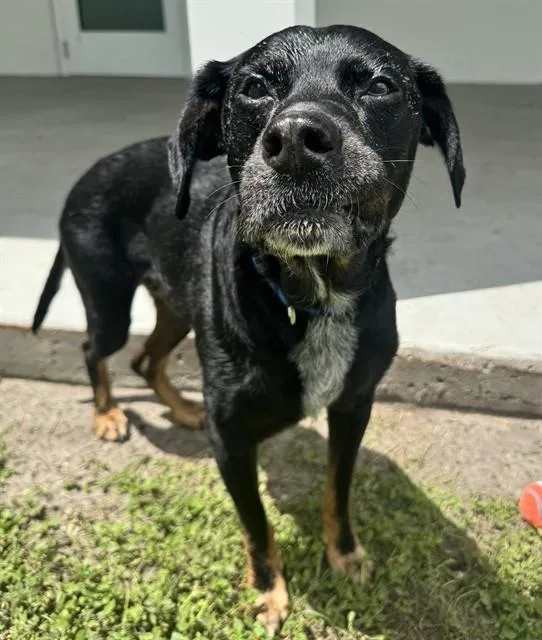 A senior large-sized male Black and Tan Coonhound dog named Remington for adoption in Palmetto, FL