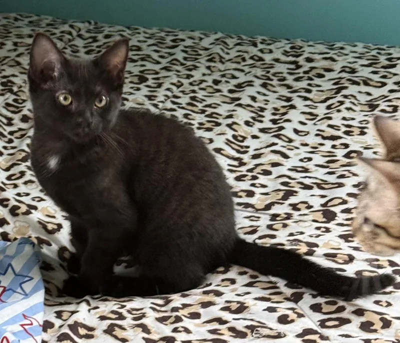 A baby small-sized female Black & White / Tuxedo Domestic Short Hair cat named Bellatrix "bella" for adoption in Dallas, TX