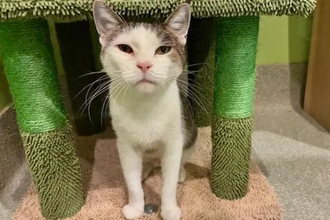 An adult medium-sized female Dilute Calico Domestic Short Hair cat named Alena for adoption in Chicago, IL