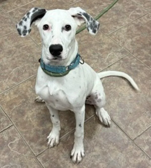 A young medium-sized female Hound dog named Reilly for adoption in Littleton, CO