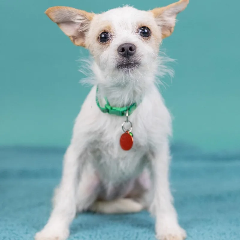 A young small-sized female White / Cream Terrier dog named Gin for adoption in Portland, OR