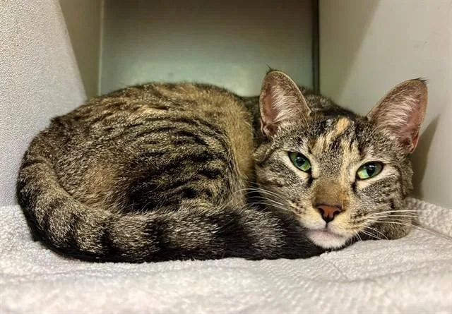 A young large-sized female Domestic Short Hair cat named Franny for adoption in York, SC