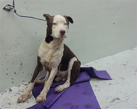 An adult large-sized male Staffordshire Bull Terrier dog named Grandpa for adoption in Houston, TX