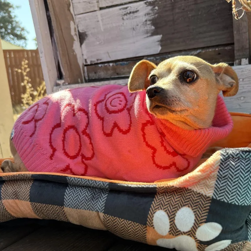 A senior small-sized female Chihuahua dog named Ariel for adoption in Spokane, WA