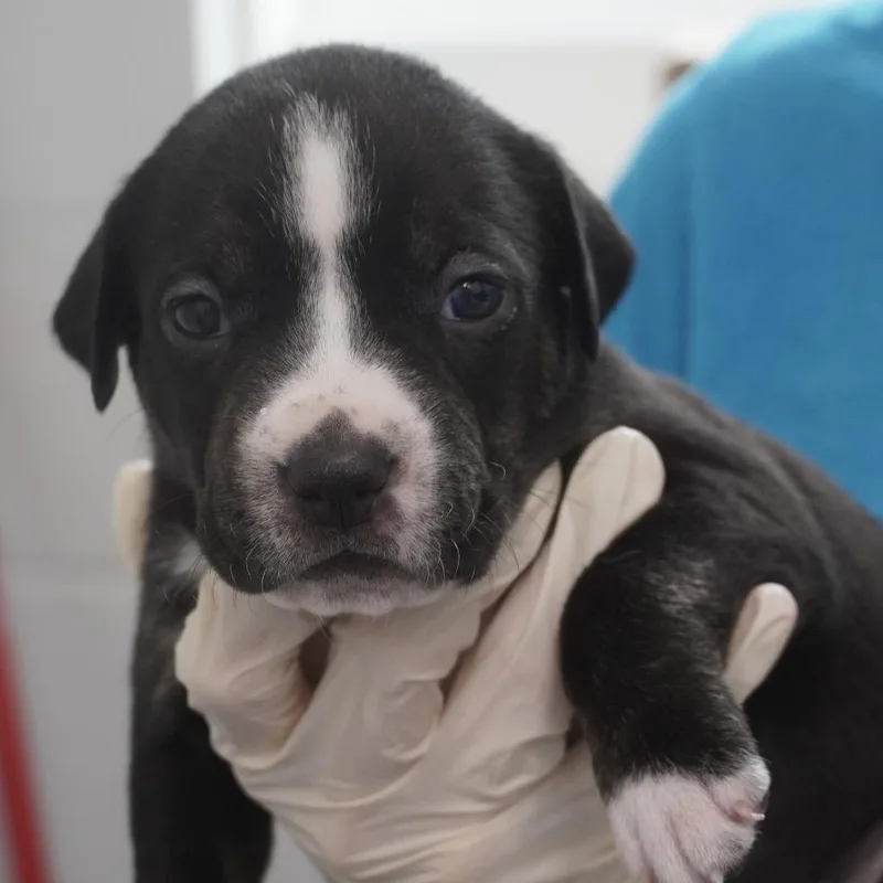 A baby small-sized female Black Hound dog named Miami Puppy  Violet for adoption in Fairfax Station, VA