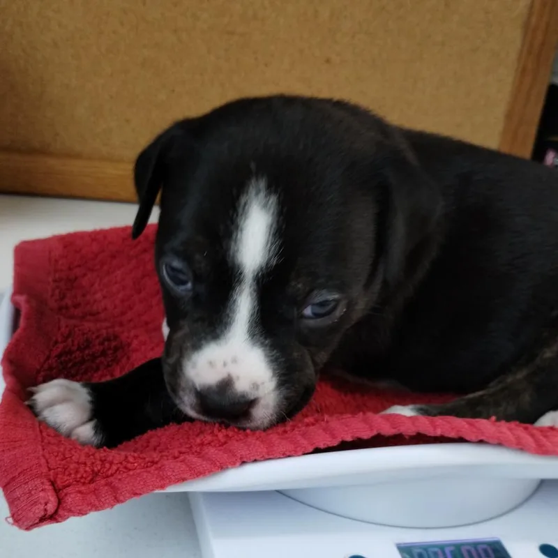 Miami Puppy  Violet thumbnail 2