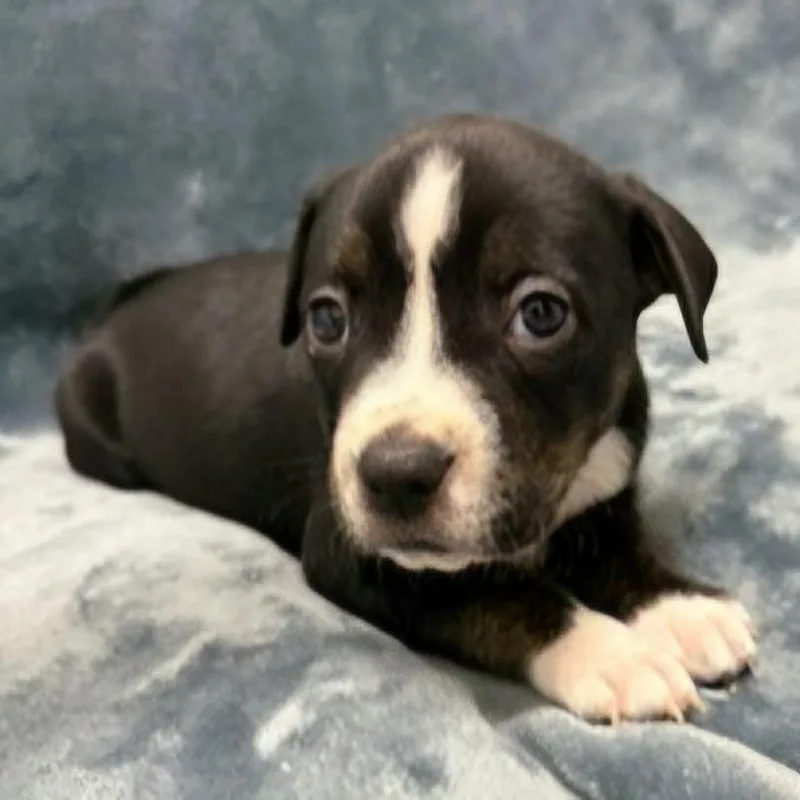 Miami Puppy  Violet thumbnail 3