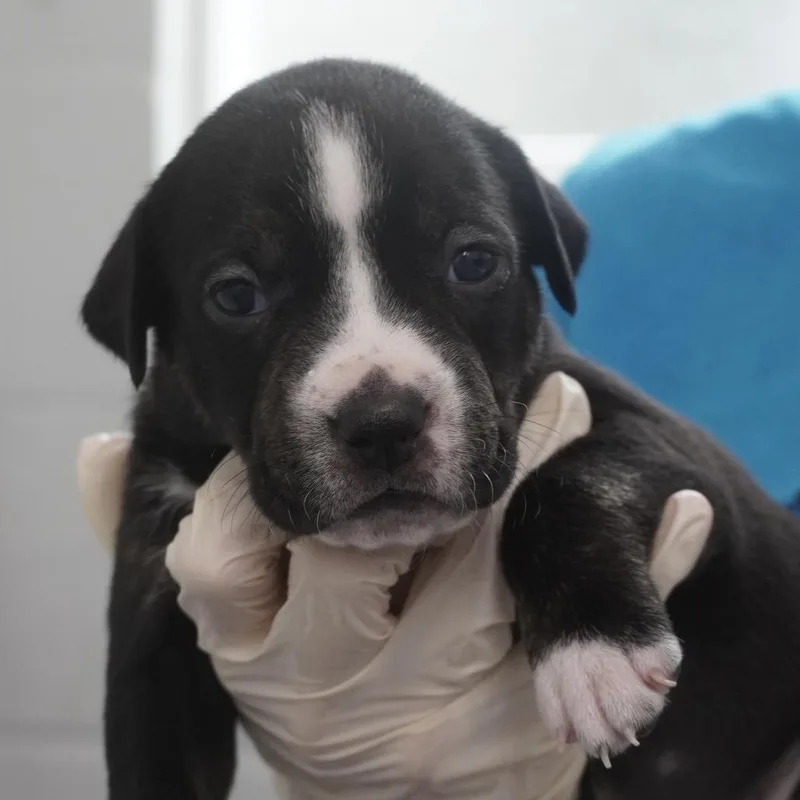 Miami Puppy  Violet thumbnail 4