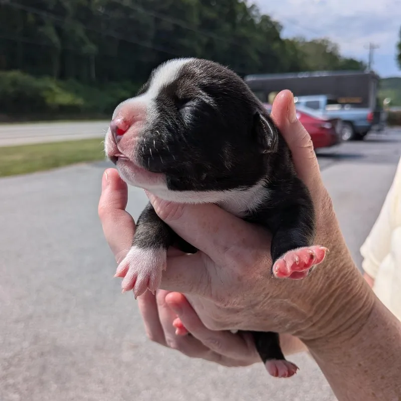 Miami Puppy  Violet thumbnail 5