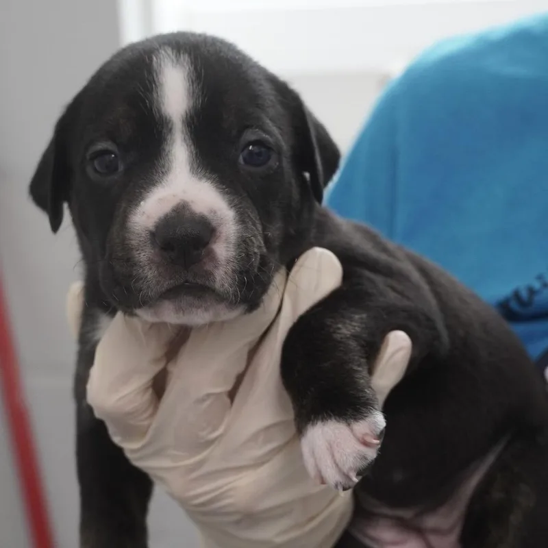 Miami Puppy  Violet thumbnail 6