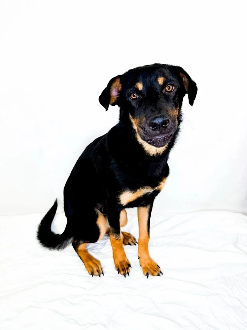 A young medium-sized male Black Shepherd dog named Milo for adoption in Bixby, OK
