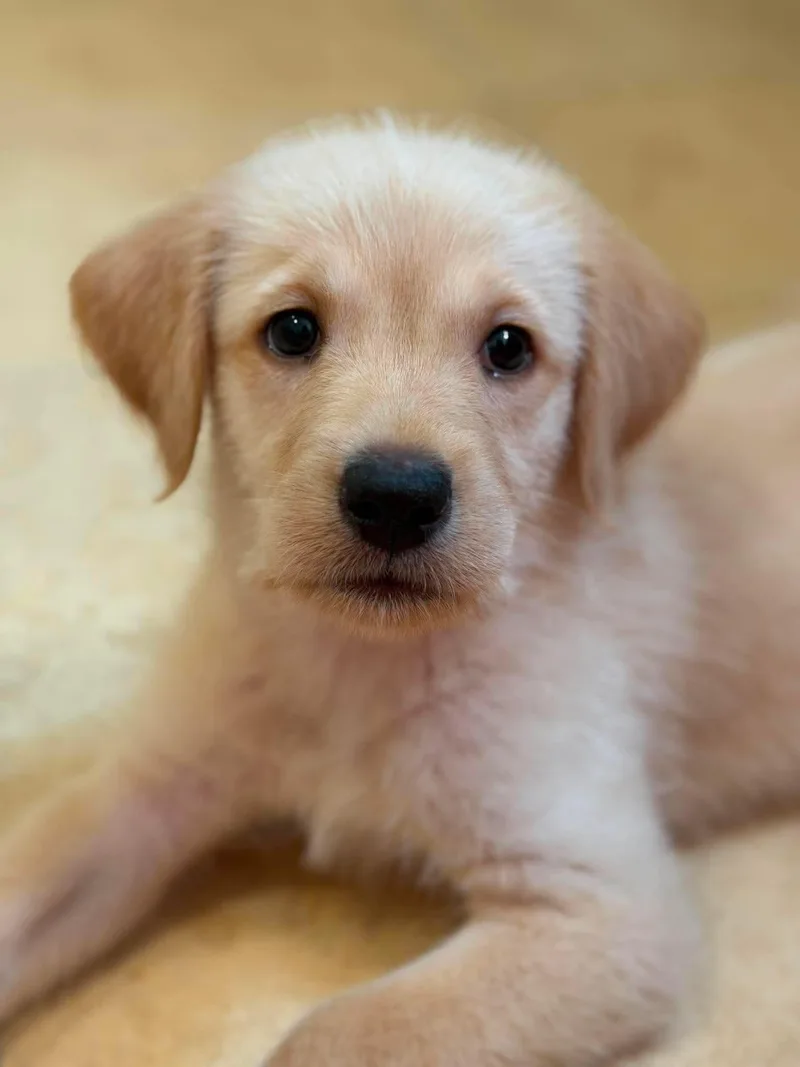 A baby medium-sized male Labrador Retriever dog named Beckham for adoption in Mount Pleasant, SC