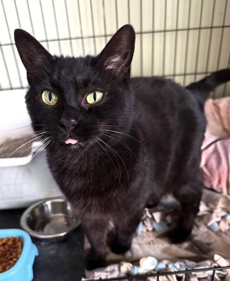A young medium-sized female Domestic Short Hair cat named Peg Bundy for adoption in Athens, OH