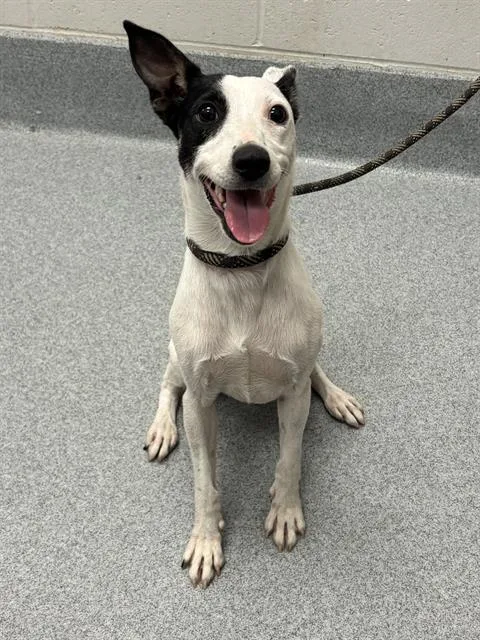 A young small-sized female Rat Terrier dog named Poppi for adoption in Indianapolis, IN