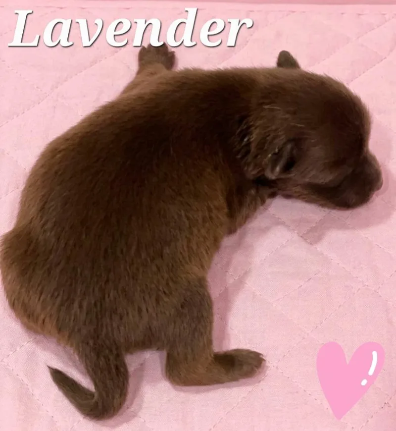 A baby small-sized female Feist dog named Lavender for adoption in Rutherfordton, NC