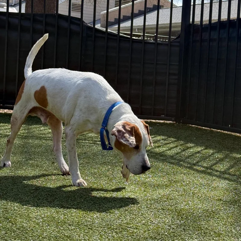 A senior medium-sized male White / Cream Hound dog named Old Timer for adoption in Charlottesville, VA