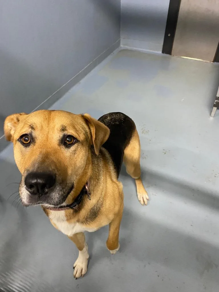 A young large-sized female Mixed Breed dog named Saydie for adoption in Cartersville , GA