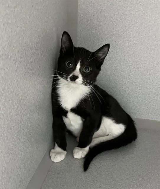 A baby small-sized female Domestic Short Hair cat named May for adoption in Bloomington, IL