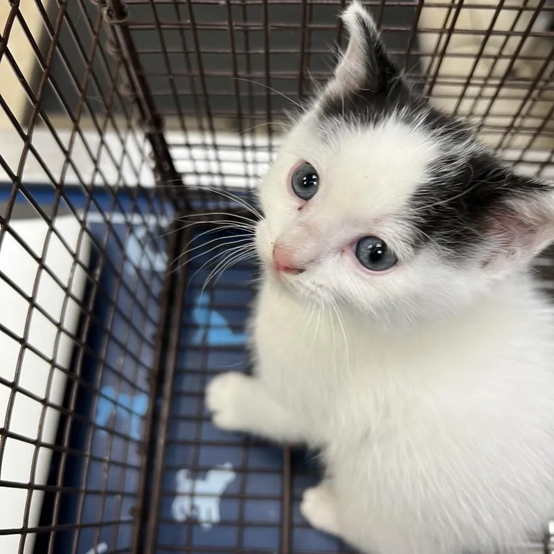 A baby small-sized female White American Shorthair cat named Shirley Maclaine for adoption in Galveston, TX
