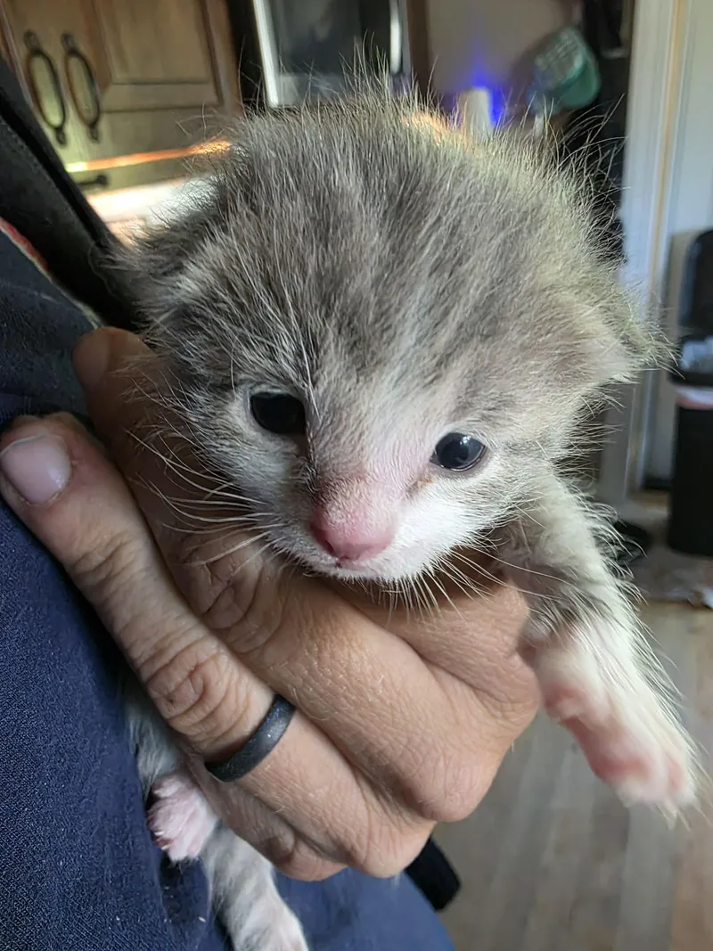 A baby small-sized male Gray & White Domestic Short Hair cat named Chance for adoption in Cincinnati, OH