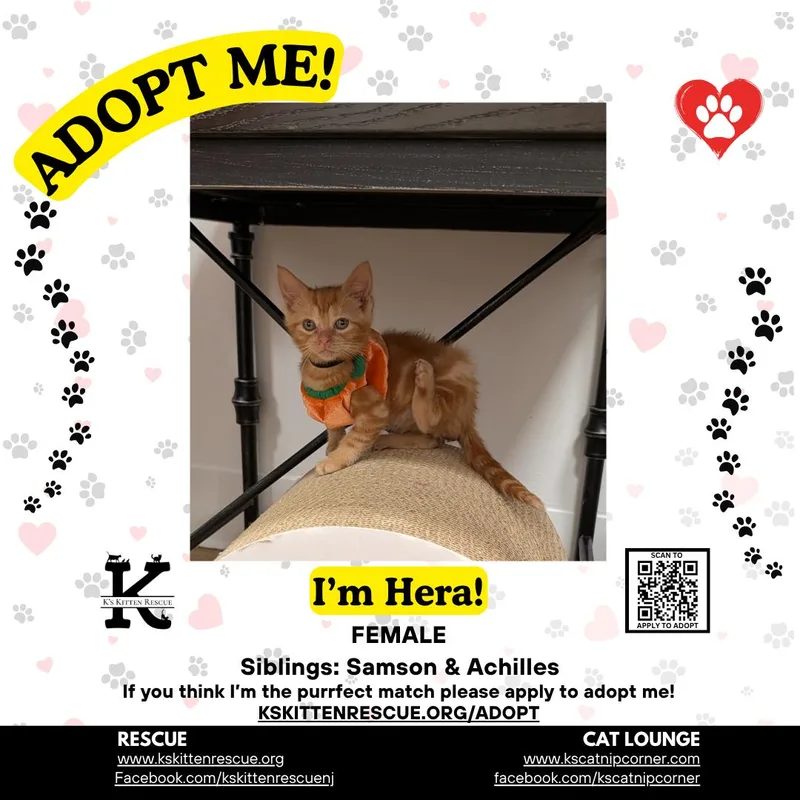 A baby medium-sized female Orange & White Domestic Short Hair cat named Hera for adoption in Brick, NJ