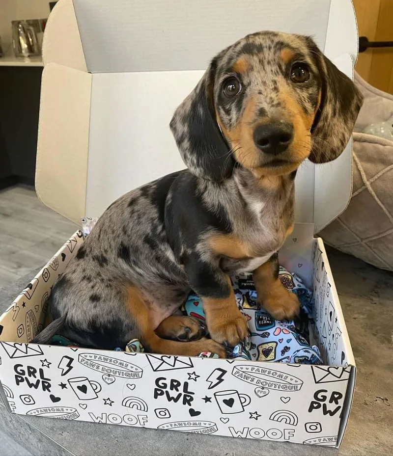 A young small-sized male Dachshund dog named Schlotsky for adoption in Blessing, TX