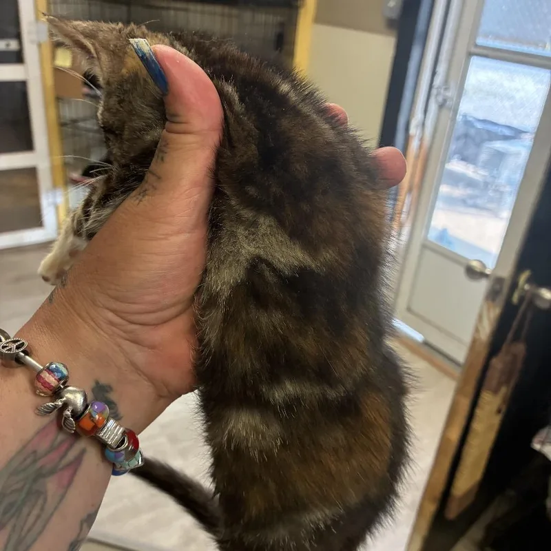 A baby small-sized female Calico Domestic Short Hair cat named Charisma for adoption in Pennsville, NJ