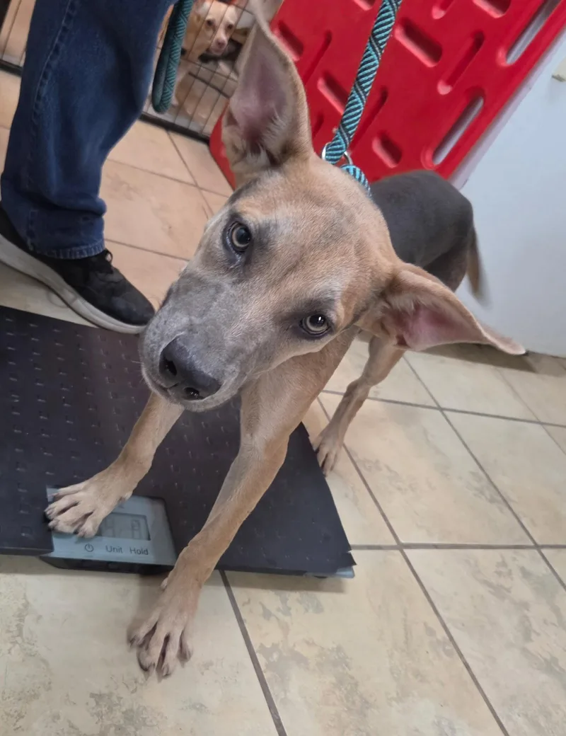 A young medium-sized female Shepherd dog named Midge for adoption in El Centro, CA
