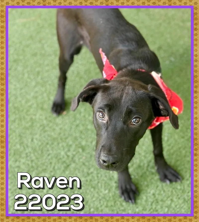 Raven