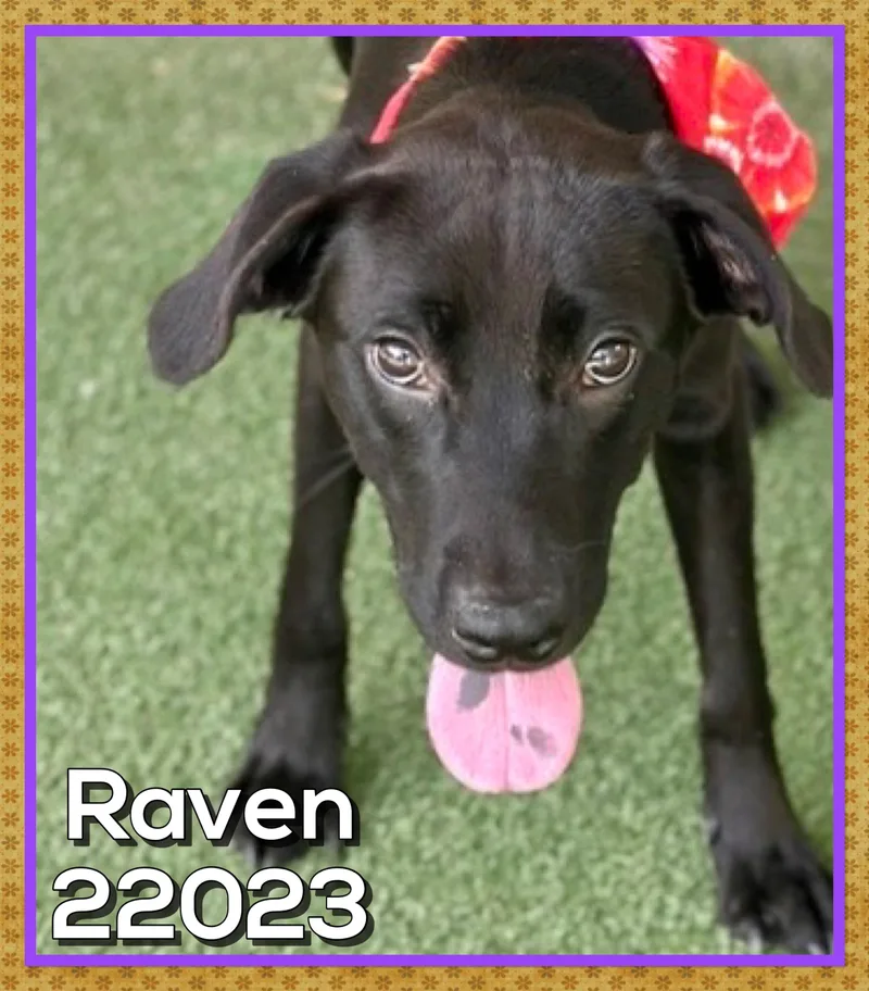 Raven thumbnail 2