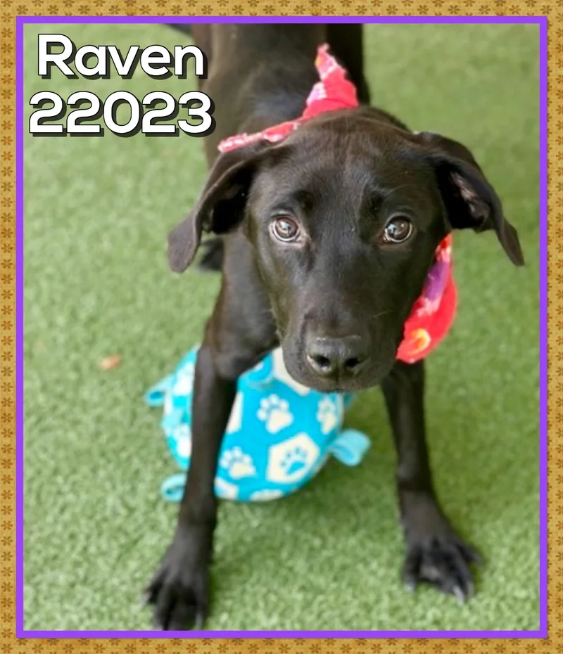 Raven thumbnail 4