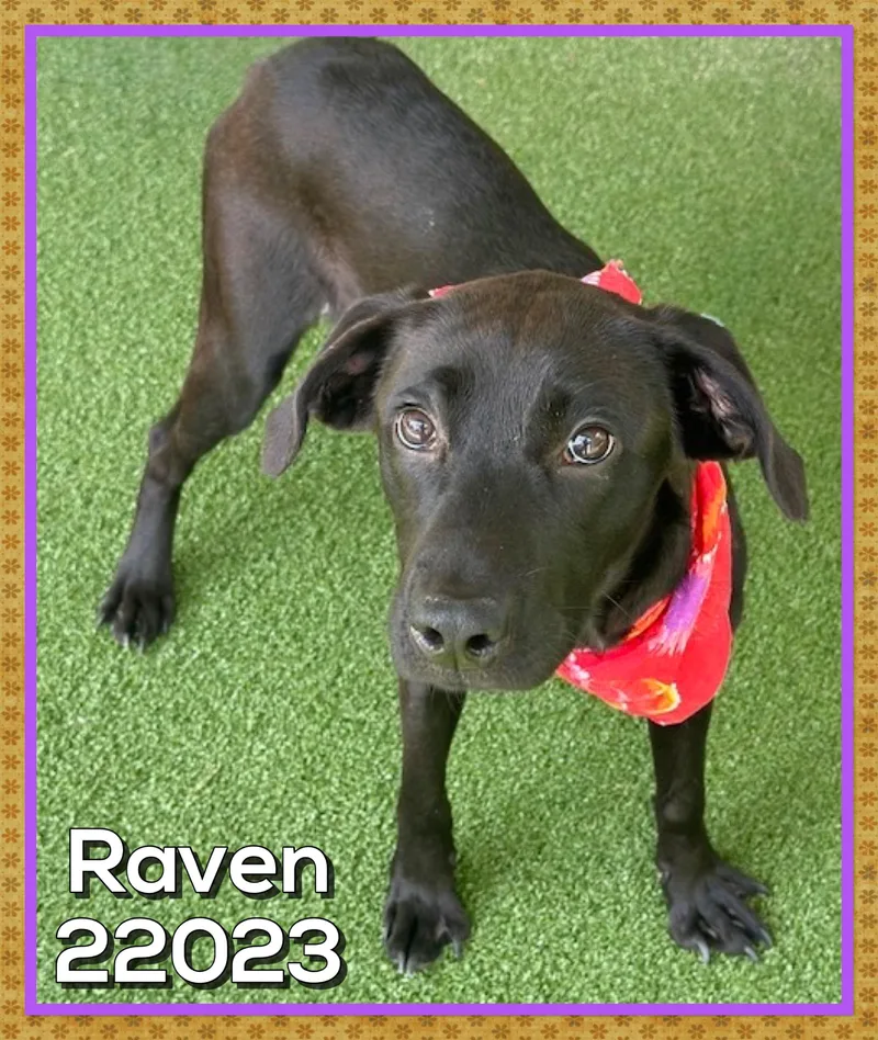 Raven thumbnail 5