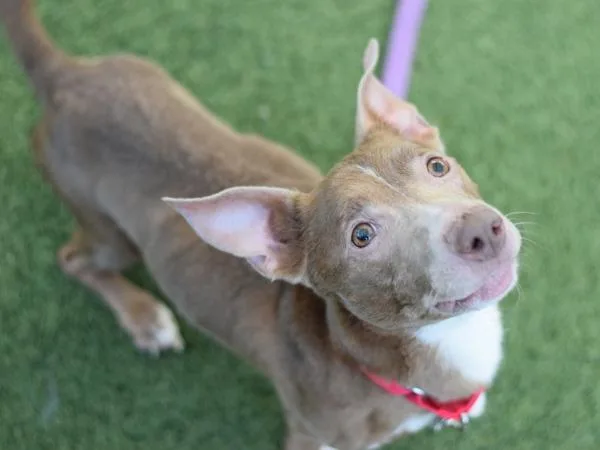 A senior small-sized male Mixed Breed dog named Coco for adoption in Ridgewood, NY
