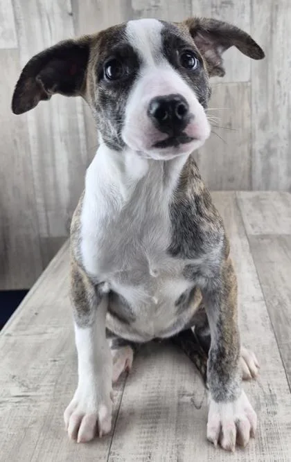 Cayenne